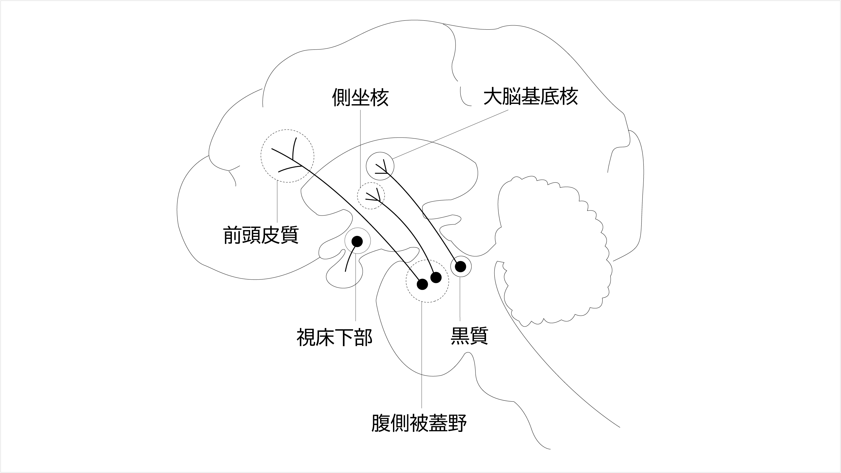 ドパミン経路